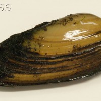 Painter's Mussel